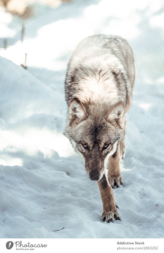 Wolf auf einem Hügel in der Nähe von Steinen und Schnee Baum Winter die Winkel Pyrenäen Frankreich wild Wald Schönes Wetter Felsen Ausflug Frost grün gefährlich