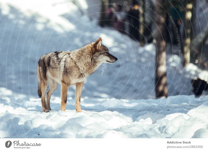 Wolf auf einem Hügel in der Nähe von Steinen und Schnee Baum Winter die Winkel Pyrenäen Frankreich wild Wald Schönes Wetter Felsen Ausflug Frost grün gefährlich