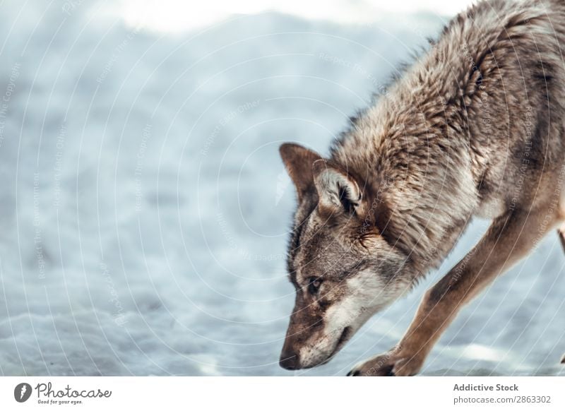 Wolf auf einem Hügel in der Nähe von Steinen und Schnee Baum Winter die Winkel Pyrenäen Frankreich wild Wald Schönes Wetter Felsen Ausflug Frost grün gefährlich