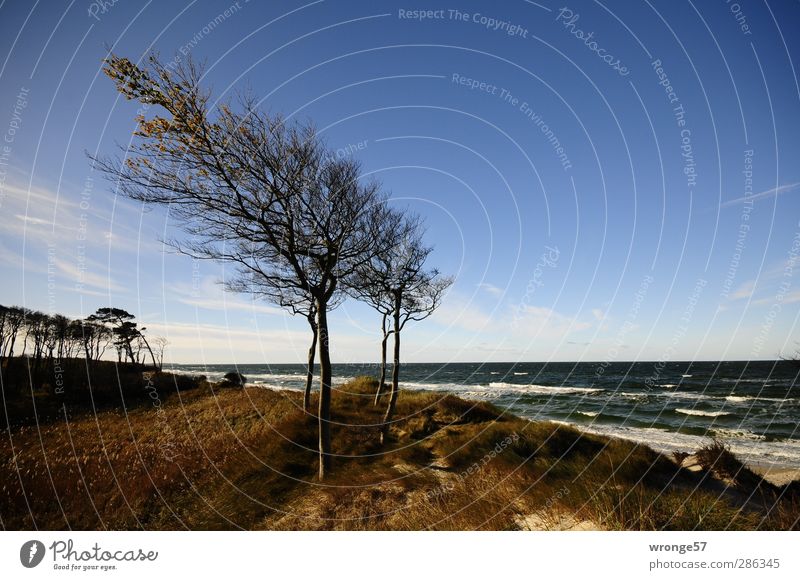 Windharfen Ferien & Urlaub & Reisen Tourismus Ausflug Strand Meer Wellen Natur Landschaft Himmel Horizont Herbst Schönes Wetter Baum Küste Ostsee Insel