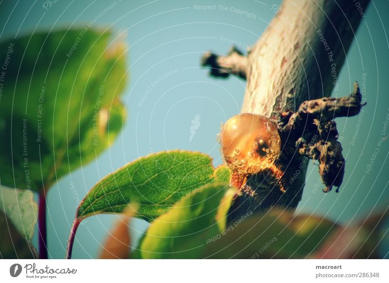 die letzte träne Umwelt Natur Landschaft Pflanze Sommer Schönes Wetter Baum Blatt Grünpflanze blau grün Himmel Baumharz Makroaufnahme Nahaufnahme