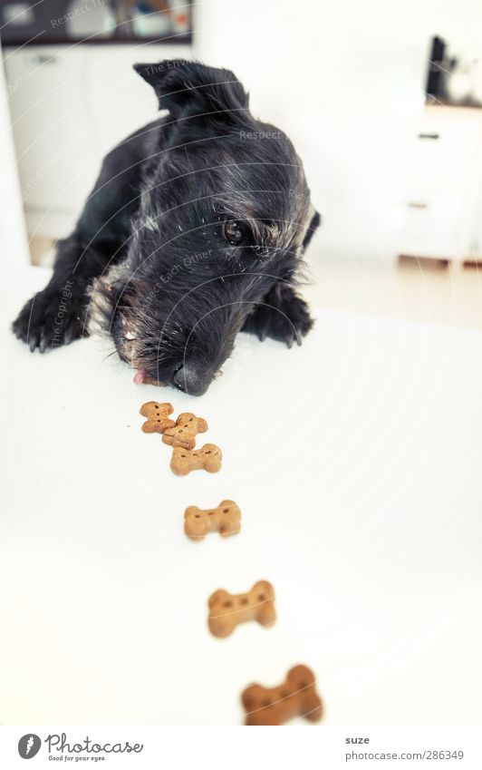 Rolf Minkowsky zu Tisch Tier Fell Haustier Hund Tiergesicht Pfote 1 Fressen außergewöhnlich hell lustig niedlich schwarz weiß Appetit & Hunger Idee Kreativität