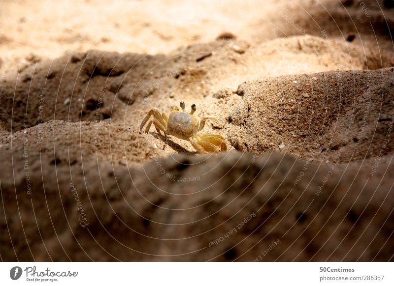 Der Krebs in der Abendsonne Außenaufnahme Farbfoto Tier Krebstier Strand Sand Sonne Tag Schwache Tiefenschärfe Menschenleer braun