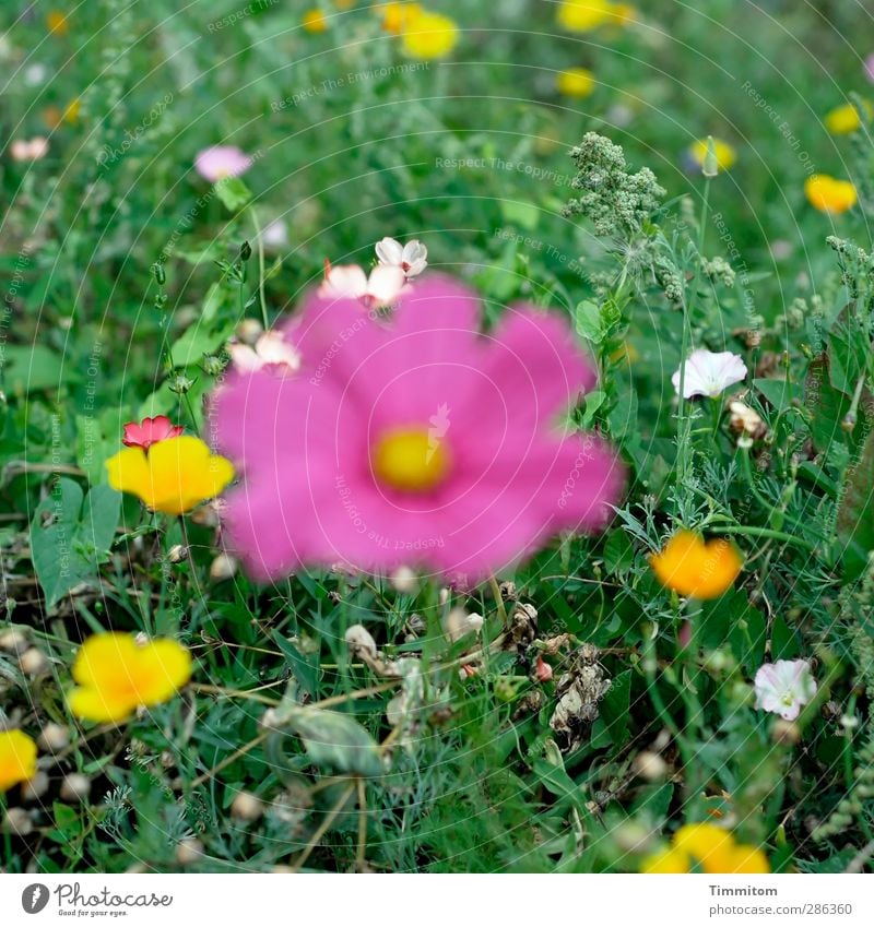 Qual! | Schüchtern + im Fokus. Umwelt Natur Pflanze Blüte Wiese Blühend stehen einfach grün rosa weiß Gefühle Irritation Unschärfe Farbfoto Außenaufnahme