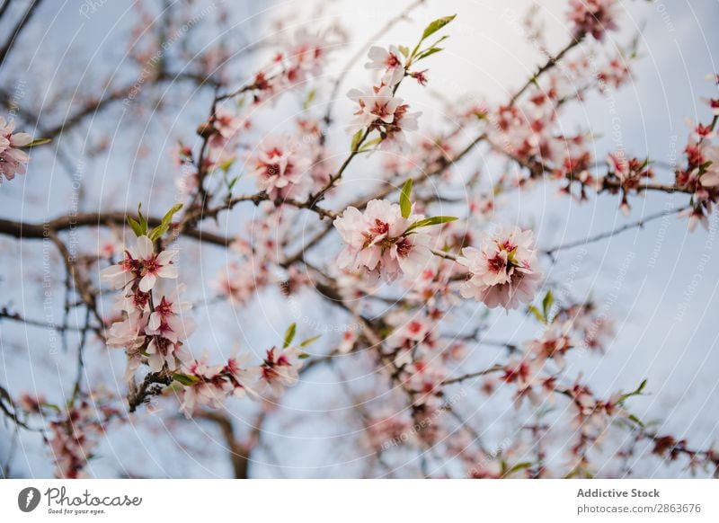 Baumzweig mit Blumen im Garten Ast Zweig Holz Hügel rosa Park Blüte aromatisch Frucht Natur grün Pflanze Gartenarbeit Botanik Landwirtschaft Blatt Wachstum