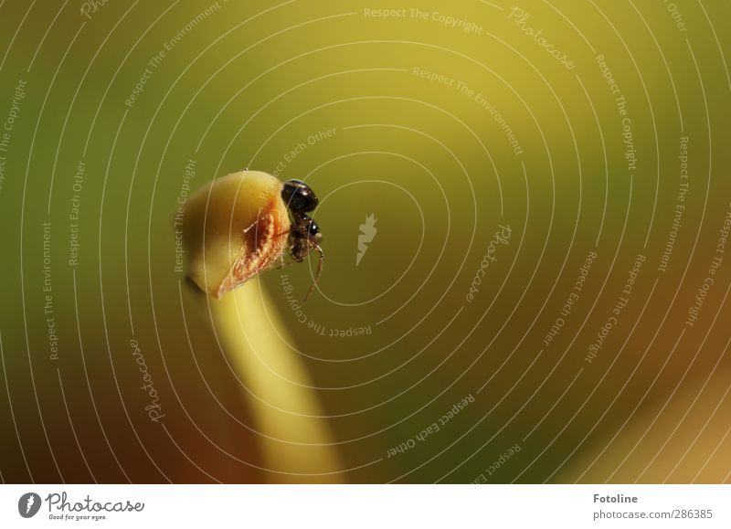 Qual| Spinnenphobie Umwelt Natur Pflanze Herbst Blatt Tier 1 hell klein nah natürlich grün schwarz krabbeln Stengel Farbfoto mehrfarbig Außenaufnahme