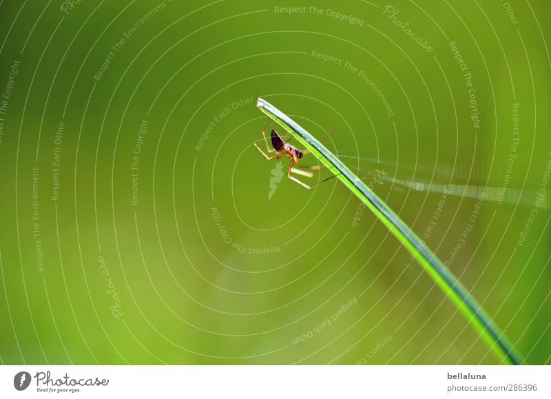 Qual | Ich spinne mit. ;-) Natur Pflanze Tier Sonnenlicht Wetter Schönes Wetter Gras Garten Park Wiese Feld Wildtier Spinne 1 krabbeln sitzen grün schwarz