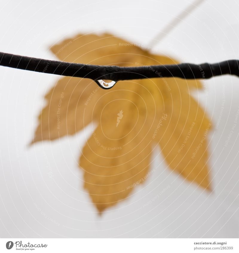 the leaf in the drop Pflanze Wassertropfen Herbst schlechtes Wetter Nebel Blatt Tropfen einfach klein nass gelb grau Sympathie trösten geduldig ruhig bescheiden