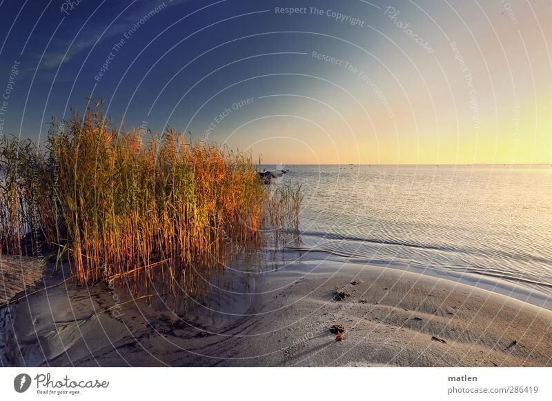 ex oriente lux Landschaft Pflanze Sand Wasser Himmel Wolkenloser Himmel Sonnenlicht Herbst Klima Wetter Schönes Wetter Schilfrohr Küste Strand Meer blau braun