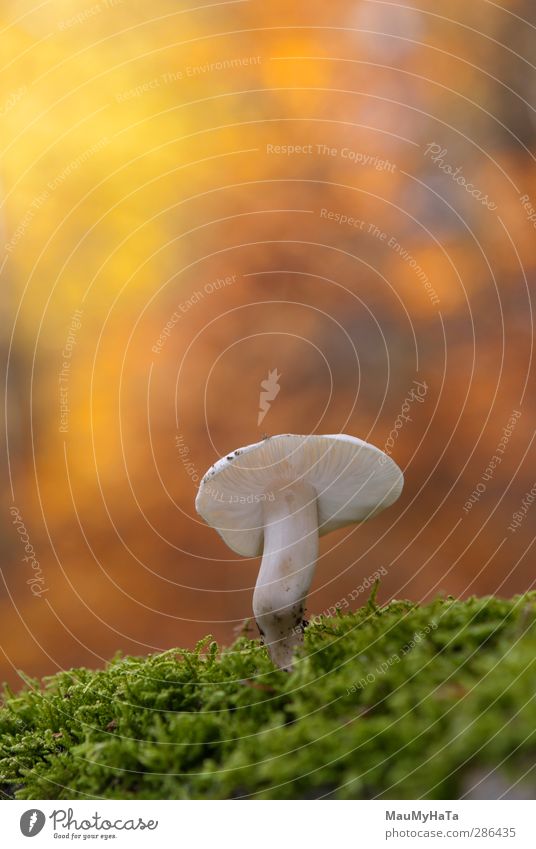 Pilz Natur Frühling Sommer Herbst Klima Schönes Wetter Moos Wildpflanze exotisch Garten Park Feld Wald alt authentisch fantastisch frei frisch Unendlichkeit