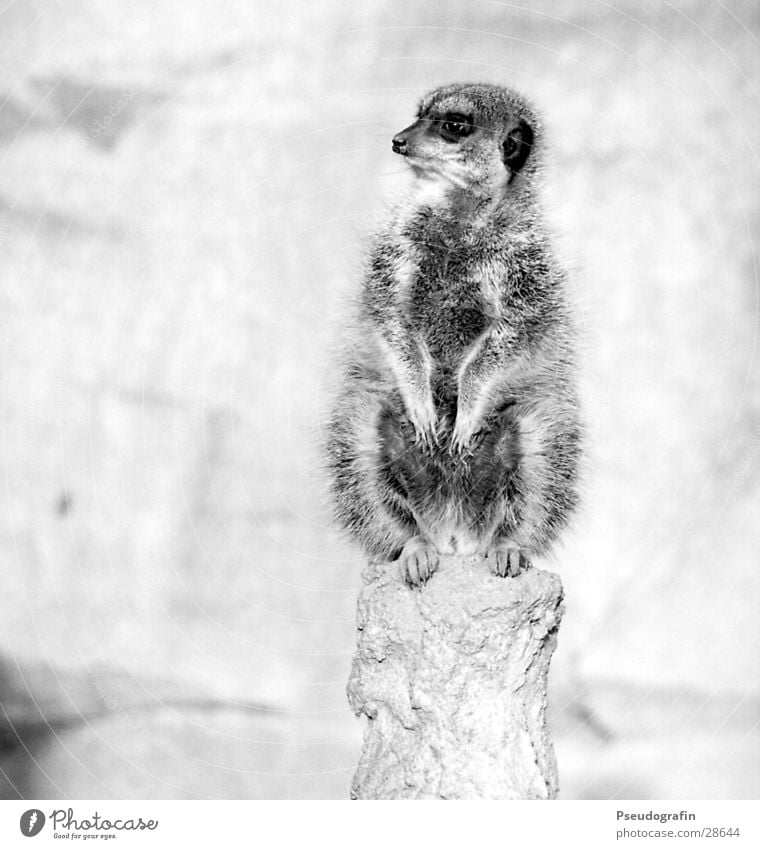 Erdmann guckt rechts. Zoo Wildtier Pfote 1 Tier Blick sitzen dick kuschlig Erdmännchen Schwarzweißfoto Außenaufnahme Menschenleer Textfreiraum links