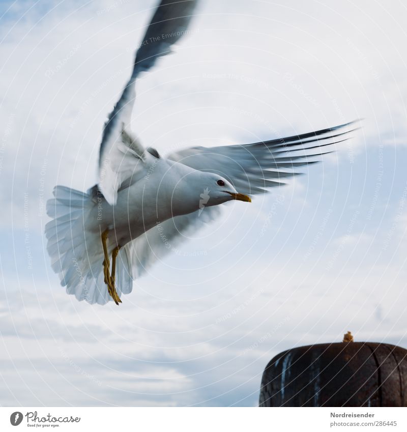 Anflug Leben Ferien & Urlaub & Reisen Himmel Wolken Meer Tier Wildtier Vogel 1 Bewegung fliegen Freundlichkeit blau weiß ästhetisch elegant Freiheit Neugier