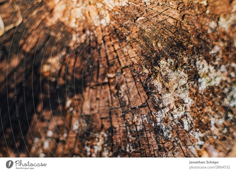 Holztextur Garten Frühling Baum braun Hintergrundbild Baumstamm Baumrinde Strukturen & Formen Außenaufnahme Nahaufnahme Detailaufnahme Makroaufnahme