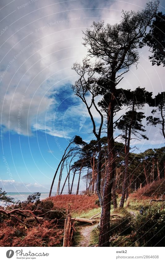 Nordic Erholing Umwelt Natur Landschaft Pflanze Himmel Wolken Horizont Herbst Schönes Wetter Wind Baum Sträucher Wildpflanze Windflüchter Wald Küste Ostsee