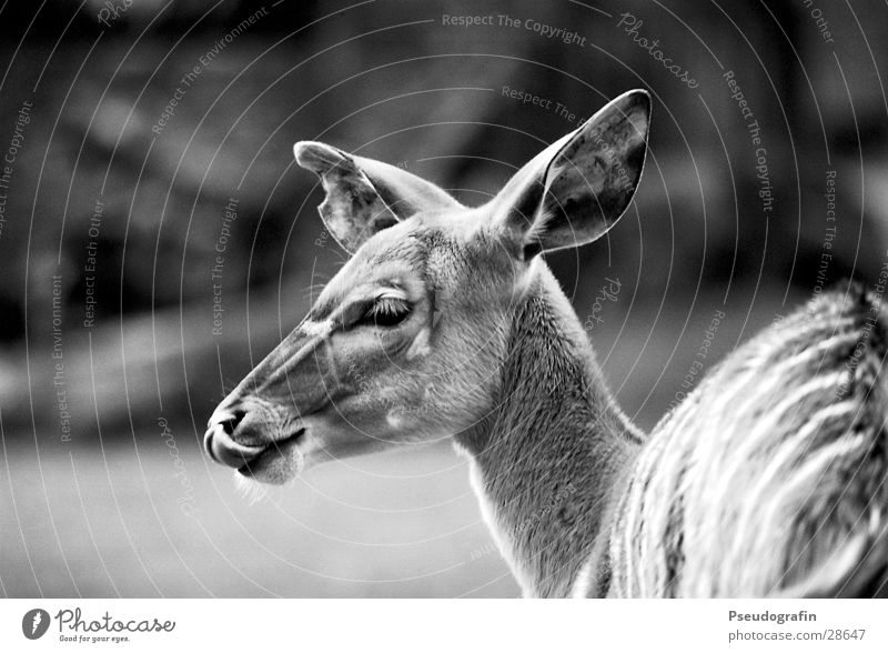 *mjam* Zoo Tier Wildtier Tiergesicht 1 Essen lutschen Reh Zunge Schwarzweißfoto Außenaufnahme Detailaufnahme Tag Schwache Tiefenschärfe Tierporträt Blick