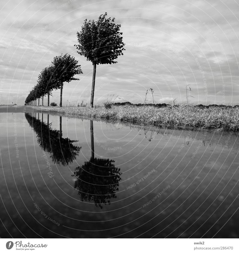 Wassergrundstück Umwelt Natur Landschaft Pflanze Himmel Wolken Horizont Klima Wetter Schönes Wetter Baum Gras stehen Wachstum Reflexion & Spiegelung Reihe