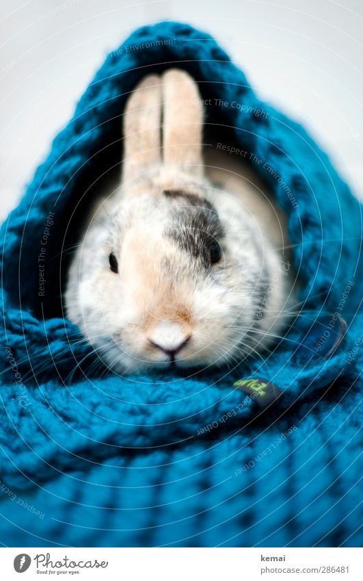 Una Hase Ostern Accessoire Schal Knöpfe Tier Haustier Tiergesicht Fell Hase & Kaninchen Zwerghase Zwergkaninchen 1 Blick sitzen Wärme Warmherzigkeit Tierliebe