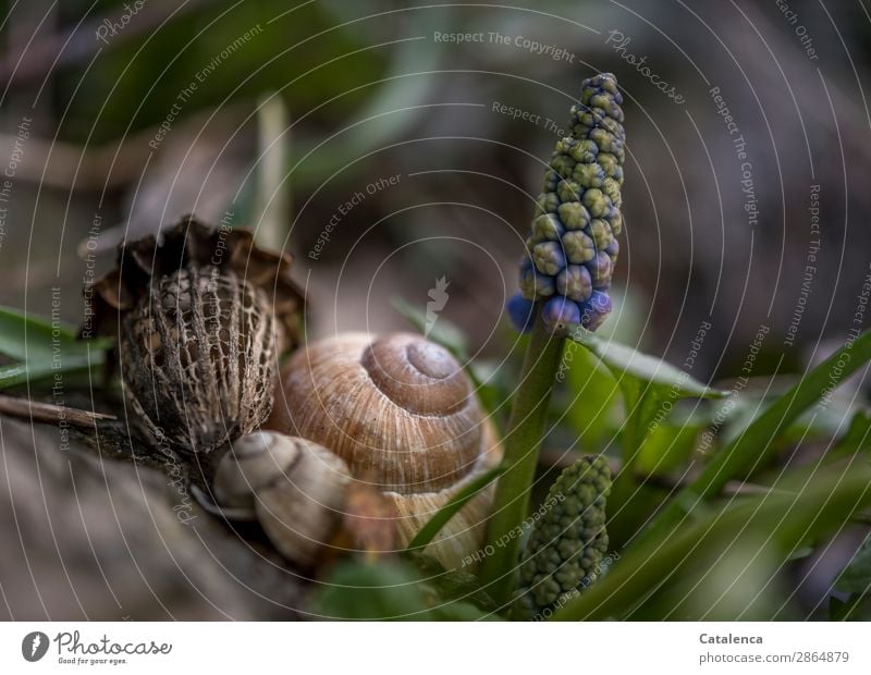 Schneckenhäuser und Traubenhyazinthe im Frühling Natur Pflanze Blume Blatt Blüte Wildpflanze Mohnkapsel Garten Weinbergschneckenhaus 2 Tier Schneckenhaus Stein