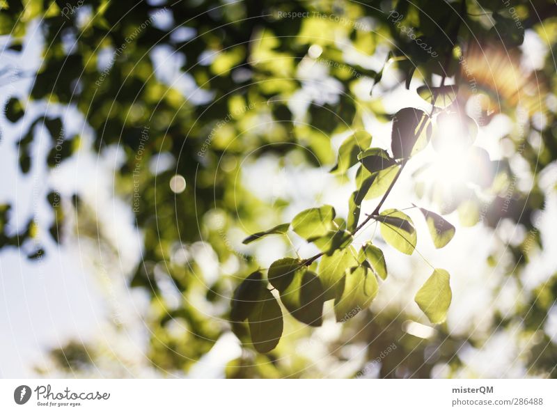 Green Bokeh. Umwelt Natur Landschaft ästhetisch grün Grünpflanze Photosynthese Licht Lichtspiel Lichtschein Lichtstrahl Lichteinfall Blatt Blätterdach Sommer