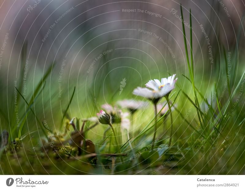 Gänseblümchen  im hohen Gras, vor dunklem Hintergrund Natur Pflanze Frühling Blume Moos Blatt Blüte Grünpflanze Wildpflanze Garten Wiese Blühend Duft Wachstum