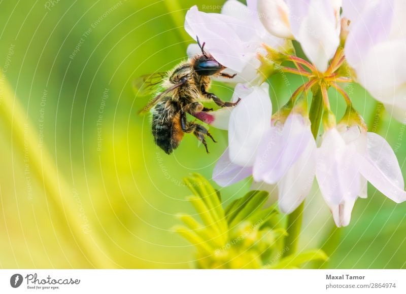 Biene und Klee Sommer Natur Tier Blume klein nass wild gelb grün schwarz Hummel Fliege Liebling Insekt Pollen bestäuben Pollenflug Staubfäden Tierwelt