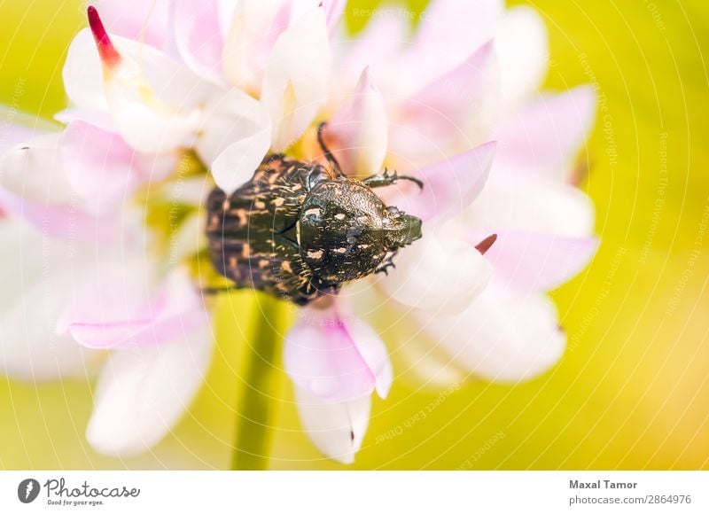 Schwarzer und gelber Skarabäus Natur Tier Blume Käfer wild rosa schwarz weiß Tiere Arthropode Hintergrund Wanze Klee Coleoptera Fauna Insekt Wirbellose