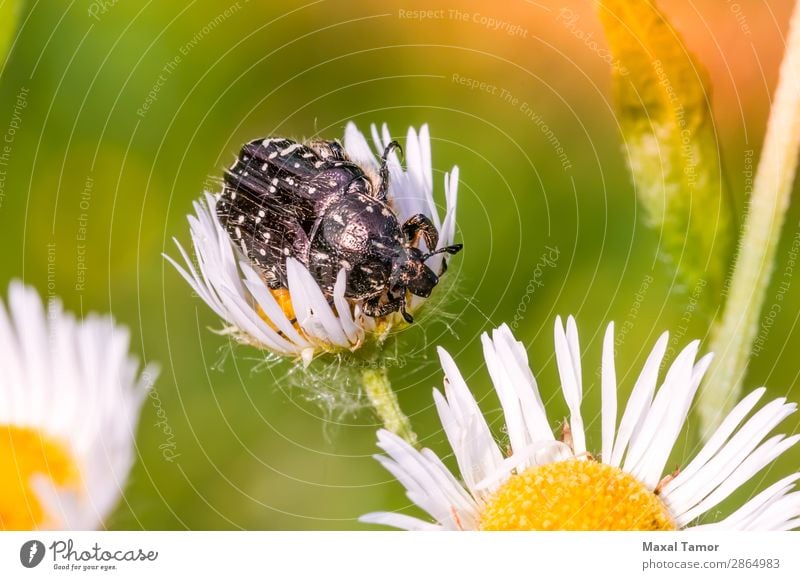 Schwarzweißer Skarabäus Natur Tier Blume Käfer wild schwarz Tiere Arthropode Hintergrund Wanze Coleoptera Gänseblümchen Fauna Insekt Wirbellose orange