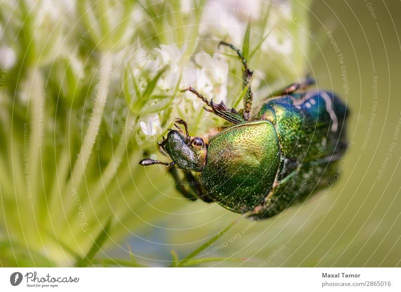 Cetonia Aurata auf einer Daucus Carota Blume schön Natur Tier Käfer Metall glänzend wild grün weiß Wattenmeer Rosenkäfer Kiew Ukraine Bronze Wanze