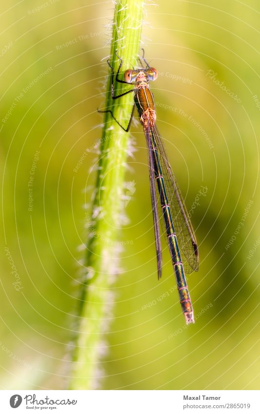 Lestes Sponsa weiblich Sommer Frau Erwachsene Natur Tier Flügel wild grün Kiew Ukraine Wanze Carota allgemein gemeinsame Streuung Azurjungfer daucus