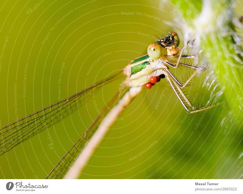 Lestes Barbarus Weiblich Körper Sommer Natur Tier fliegen klein grün Hydracarina Hydrachnellae Hydrachnidien Kiew Ukraine Wasserakari barbarisch Wanze schließen