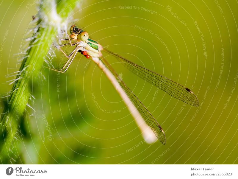 Lestes Barbarus Weiblich Körper Sommer Natur Tier fliegen klein grün Hydracarina Hydrachnellae Hydrachnidien Kiew Ukraine barbarisch Wanze schließen Azurjungfer