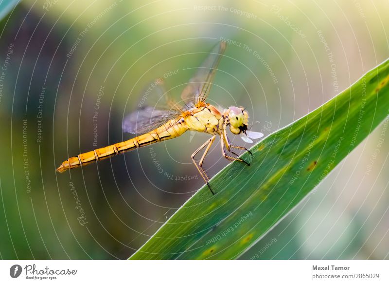 Sympetrum striolatum Libelle Essen Sommer Natur Tier natürlich gelb grün schwarz Kiew Ukraine Arthropode Hintergrund Wanze allgemein Schlangenhalsvogel Fauna