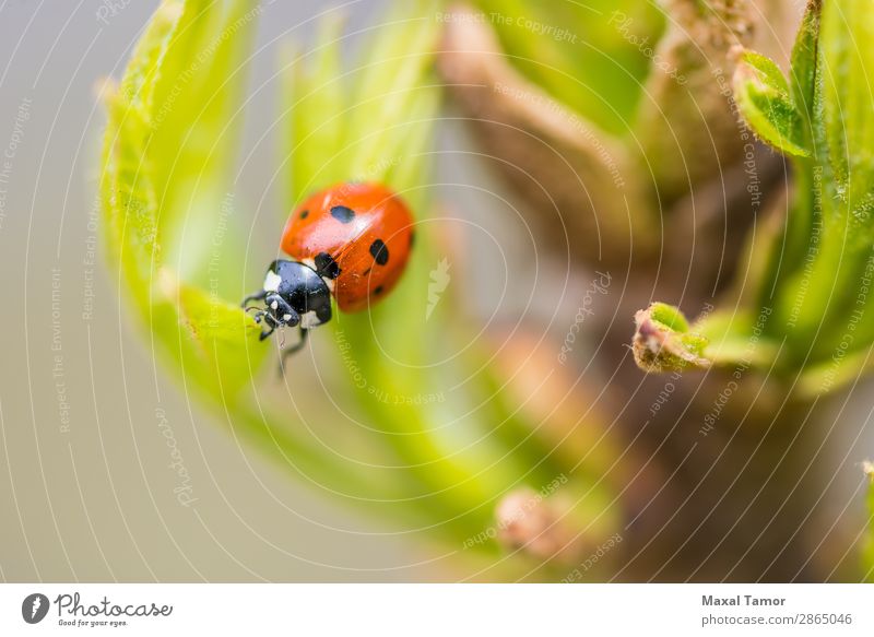 Frühlings-Marienkäfer Sommer Garten Umwelt Natur Pflanze Gras Blatt Wiese Käfer hell klein natürlich grün rot schwarz Farbe Wanze Punkt Entomologie Feld Insekt