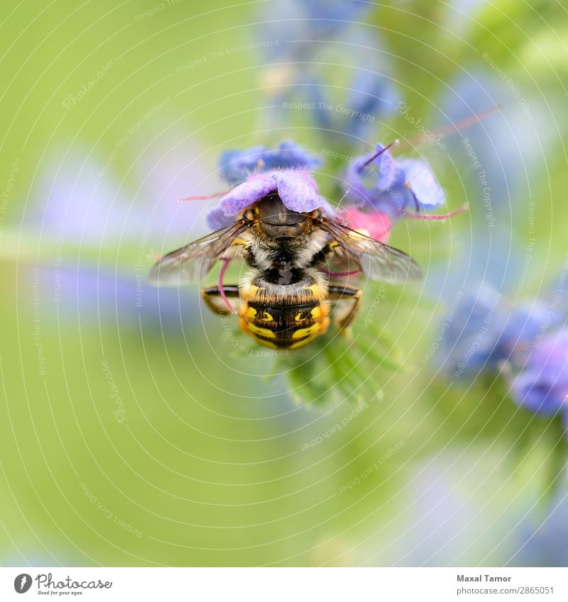 Bienensuche Sommer Natur Landschaft Blume fliegen natürlich gelb grün schwarz Blueweed Feld Furier Nahrungssuche Liebling Insekt Nektar organisch Pollen