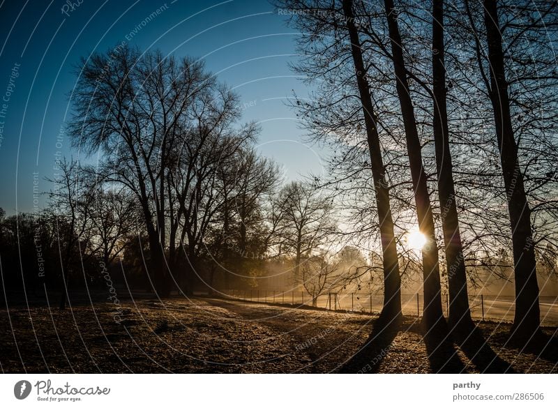 Fields of Fog Winter Natur Herbst Schönes Wetter Nebel Eis Frost Baum Park Wiese Wald kalt blau braun gelb Farbfoto Außenaufnahme Morgen Licht Schatten Kontrast