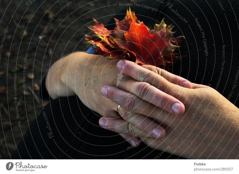 Herbststille Frau Erwachsene Umwelt Natur Blatt träumen mehrfarbig Geborgenheit ruhig Trauer Schmerz Sehnsucht Einsamkeit Zufriedenheit Farbe geheimnisvoll