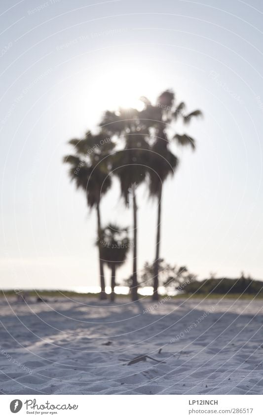 Sombrero-Beach. III Ferien & Urlaub & Reisen Tourismus Ferne Sommer Sommerurlaub Strand Meer Umwelt Natur Landschaft Tier Sand Sonne Schönes Wetter Baum