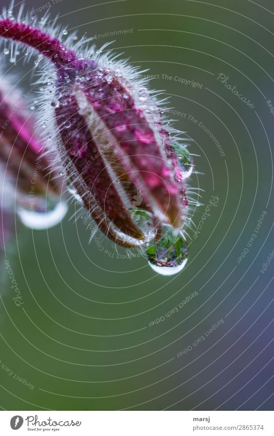 Tropfen Leben Natur Pflanze Wassertropfen Sommer Nutzpflanze Borretsch hängen kalt nass natürlich rot Traurigkeit Sorge Enttäuschung träumen haarig Farbfoto