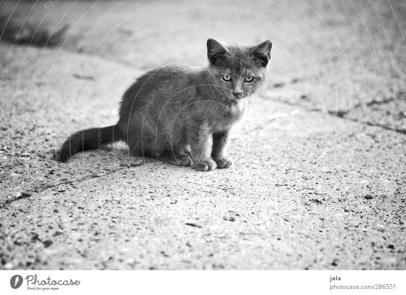 kleine mauz Tier Haustier Katze 1 Tierjunges Neugier niedlich Schwarzweißfoto Außenaufnahme Menschenleer Textfreiraum unten Tag Tierporträt Blick