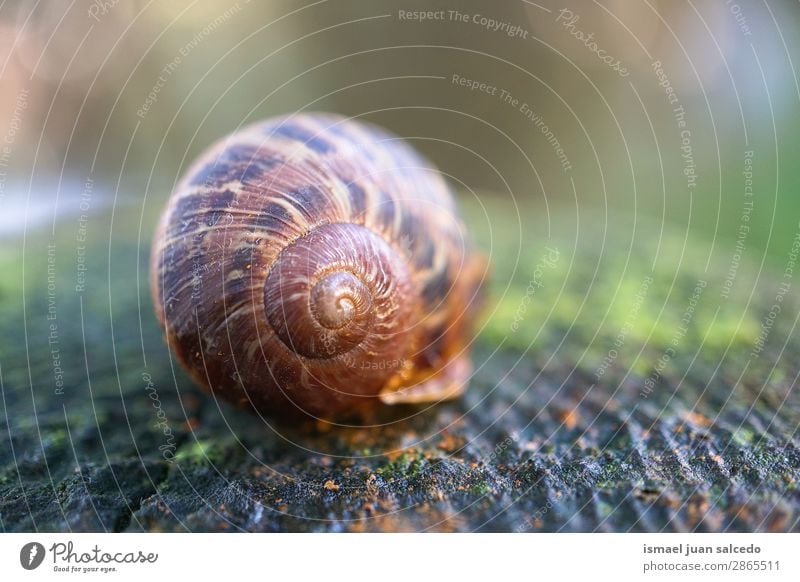 Schnecke auf dem Boden in der Natur Riesenglanzschnecke Tier Wanze braun Insekt klein Panzer Spirale Pflanze Garten Außenaufnahme zerbrechlich niedlich