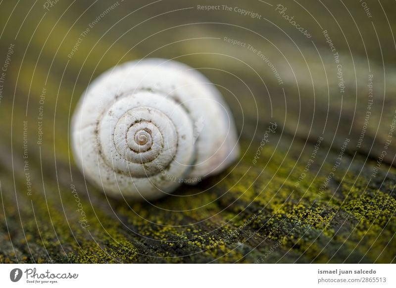 weiße Schnecke in der Natur Riesenglanzschnecke Tier Wanze Insekt klein Panzer Spirale Pflanze Garten Außenaufnahme zerbrechlich niedlich Beautyfotografie