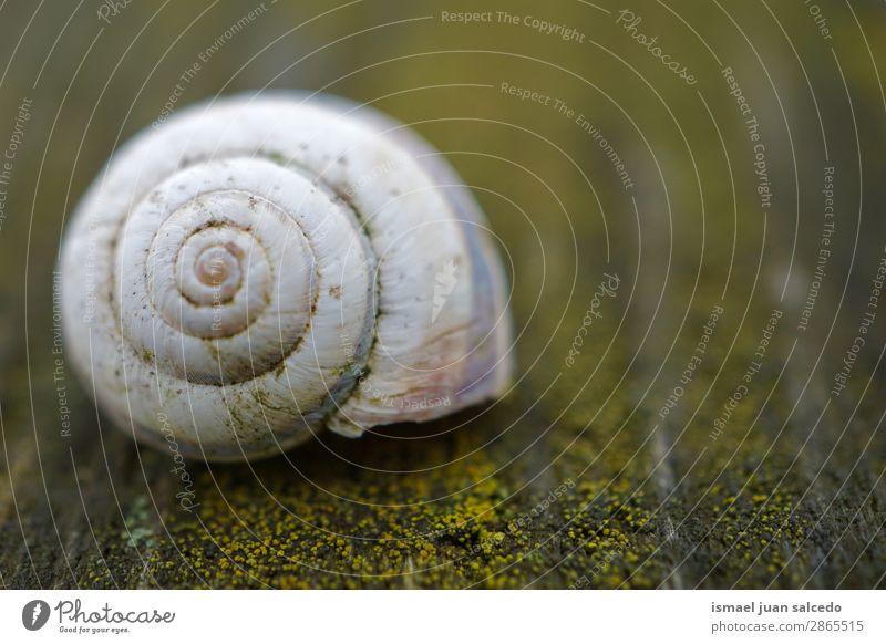 Schnecke in der Natur Riesenglanzschnecke Tier Wanze weiß Insekt klein Panzer Spirale Pflanze Garten Außenaufnahme zerbrechlich niedlich Beautyfotografie