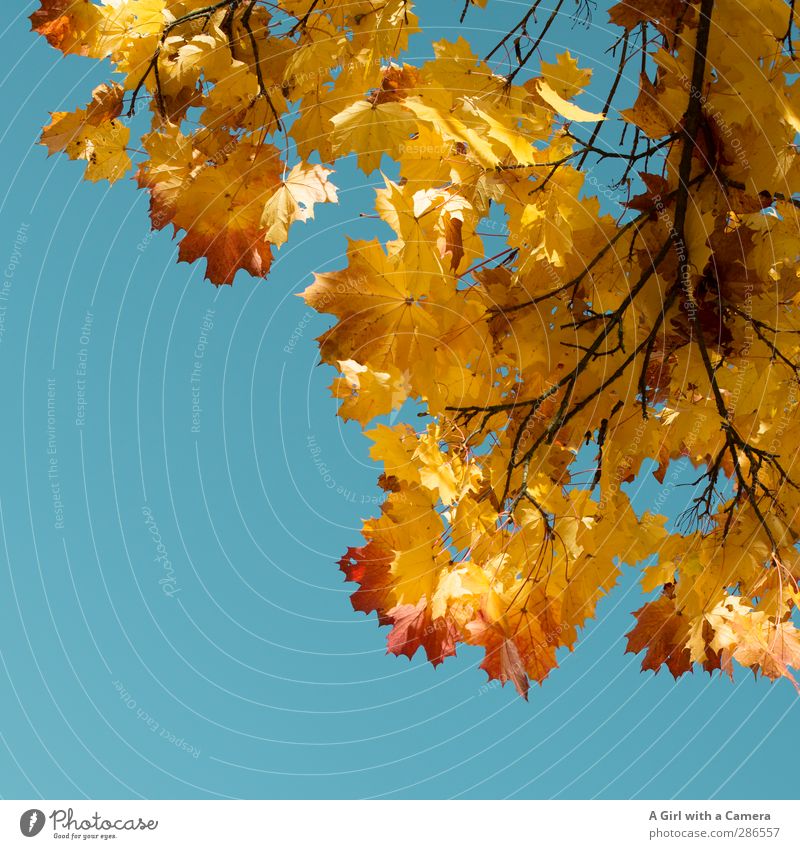 herbst Umwelt Natur Pflanze Wolkenloser Himmel Herbst Schönes Wetter Baum Park Wald leuchten Tod mehrfarbig Farbfoto Außenaufnahme Detailaufnahme Menschenleer