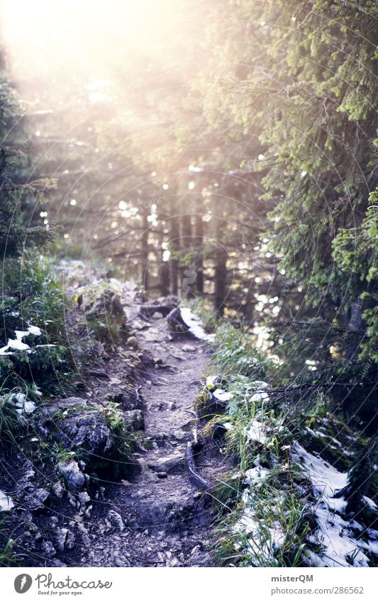 Lichtung. Umwelt ästhetisch Sonnenlicht Sonnenaufgang aufwachen Sonnenstrahlen Sonnenenergie Wald Waldlichtung Waldrand Wege & Pfade verborgen geheimnisvoll