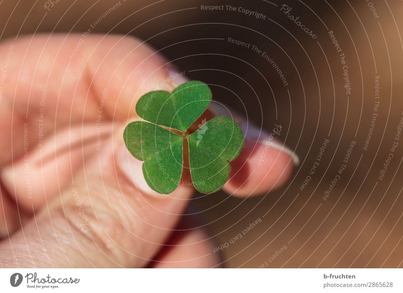 Kleeblatt harmonisch Zufriedenheit Meditation Mann Erwachsene Hand Finger Frühling Pflanze Blatt wählen festhalten Blick frisch positiv grün Freude Glück