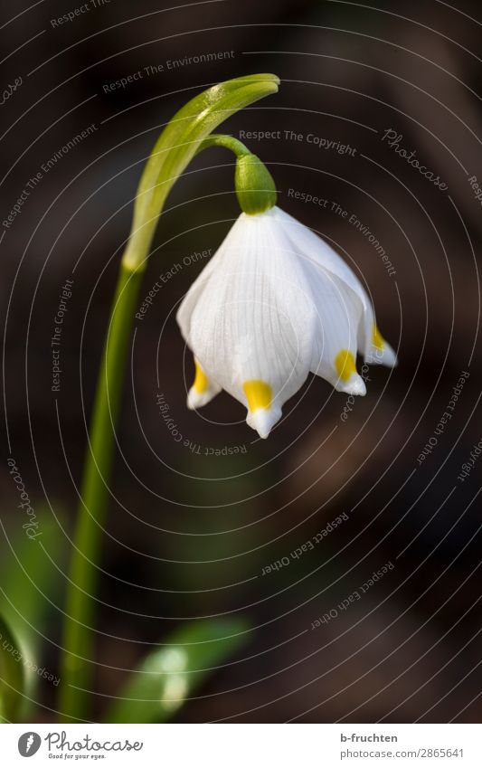 Frühlingsbote Erholung ruhig Natur Pflanze Blume Blüte Garten Park Wald wählen Blühend Fröhlichkeit frisch schön Frühlingsblume Schneeglöckchen Frühlingstag