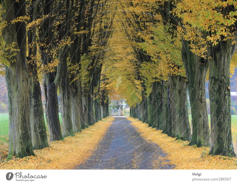 Tunnelblick... Umwelt Natur Landschaft Pflanze Herbst Schönes Wetter Baum Blatt Verkehrswege Straßenverkehr stehen Wachstum ästhetisch authentisch natürlich