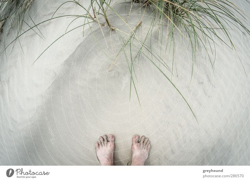 ZehenSand Ferien & Urlaub & Reisen Tourismus Sommer Sommerurlaub Strand Meer Insel Umwelt Frühling Schönes Wetter Wärme Pflanze Sträucher Wellen Küste Nordsee