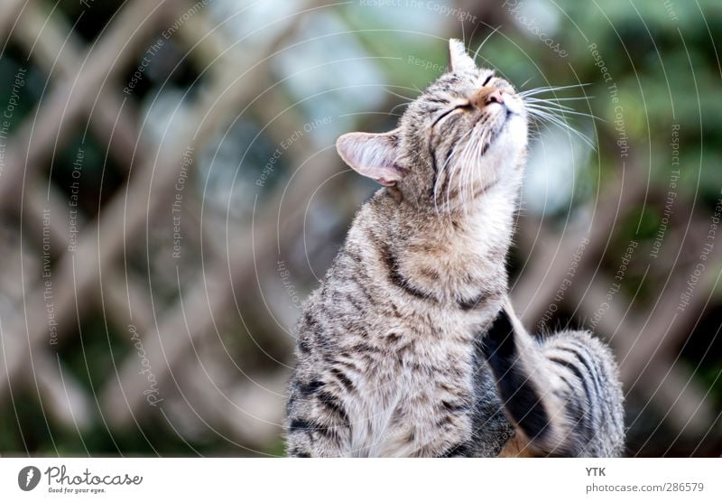 Please, I'm fabulous! Tier Haustier Katze Tiergesicht 1 genießen Bewegung Erholung Kontakt Reinigen eitel schick Körperpflege Schnurrhaar kratzen Hochmut