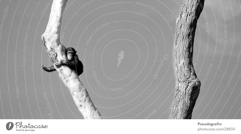 Schimpanse (winkend) Klettern Bergsteigen Zoo Himmel Sommer Baum Tier Wildtier Fell Pfote 1 beobachten Bewegung festhalten hängen hocken hoch klein Schimpansen